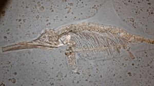 Aus der Jurazeit gibt es viele gut erhaltene Fossilien –  auch von Ichthyosauriern. Foto:  