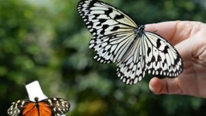 Im Briefumschlag, aber nicht per Post: Eine Tierpflegerin der Wilhema läßt die frisch eingetroffenen Schmetterlinge im Schmetterlingshaus der Wilhelma frei. Foto: dpa