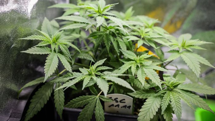 Spannung vor letzter Hürde für Cannabis-Gesetz im Bundesrat