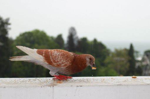 Wer Tauben auf dem Balkon füttert, riskiert Ärger mit den Mitbewohnern – und mit dem  Vermieter. Foto: Adobe Stock//Picasa