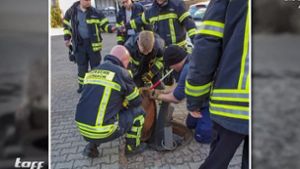 Neun Feuerwehrleute rückten aus, um den Nager zu befreien. Foto: Glomex/ProSieben