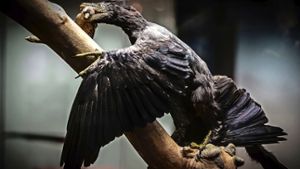 Der Microraptor im schwarzen Federkleid  auf Beutefang Foto: Lichtgut/Achim Zweygart