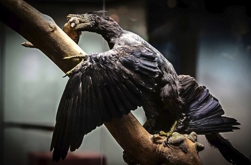 Der Microraptor im schwarzen Federkleid  auf Beutefang Foto: Lichtgut/Achim Zweygart