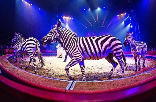 Zebras wie beim Weltweihnachtscircus sind künftig verboten. Foto: dpa