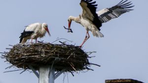 Auf dem Storchenturm in Weil der Stadt baut zurzeit ein Storchenpaar das vorhandene Nest aus – wird es hier auch brüten? Foto: Simon Granville/ 