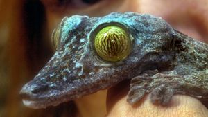 Gehören Reptilien wie dieser Plattschwanzgecko in private Haushalte? Foto: dpa