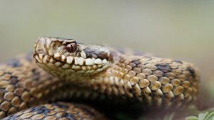 Die Kreuzotter ist eine von nur zwei Giftschlangen in Deutschland - und auch in den höheren Lagen des Schwarzwalds zuhause. Foto: Matteo photos /Shutterstock
