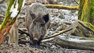 Die Wildschweine wühlen auf Wiesen und Äckern den Boden auf, um nach Larven oder Engerlingen zu suchen. Foto: dpa-Zentralbild