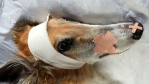 Viele Hundehalter sind überfordert, wenn ihr Liebling sich verletzt. Foto:  