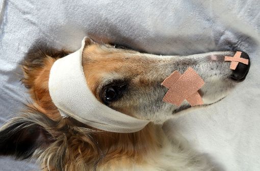 Viele Hundehalter sind überfordert, wenn ihr Liebling sich verletzt. Foto:  