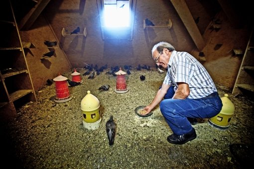Heinz Rittberger gehört zum Kreis der Stuttgarter Taubenschützer. Er kümmert sich um die Schläge auf der Leonhardskirche. Foto: Leif Piechowski