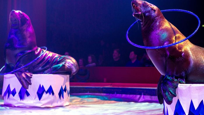 Proteste gegen Seelöwen im Zirkuszelt