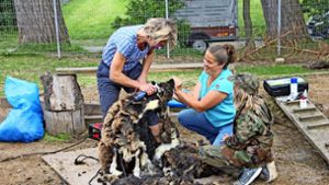 Dagmar Fendt (l.) hat am Samstag  zwei der drei Schafe auf der Zuffenhäuser Jugendfarm geschert. Zunächst ist es Billy an die Wolle gegangen. Foto: Torsten Ströbele