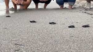 Babymeeresschildkröten am korsischen Strand Capo di Feno auf dem Weg Richtung Meer. Foto: CARI/dpa