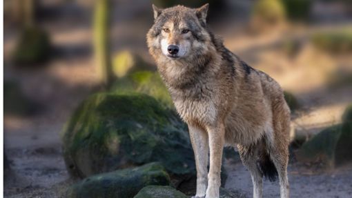 Sollte das Tier zeitnah erneut zuschlagen, dann könne er als „schadstiftender Wolf“ deklariert werden (Symbolbild). Foto: imago images/agrarmotive