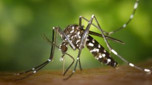 Die Asiatische Tigermücke kann viele Krankheitserreger übertragen – etwa das Dengue-Virus. Foto: dpa