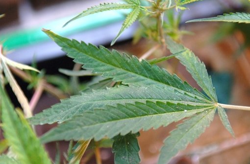 Der Cannabis-Anbau ist jetzt unter bestimmten Voraussetzungen erlaubt.  Foto: dpa