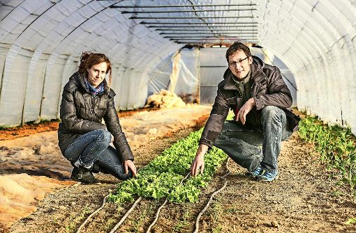 Damaris und David Traub bewirtschaften den Hopfenhof. Im Frühbeet wächst derzeit unter anderem Endivien-Salat. Foto: Horst Rudel
