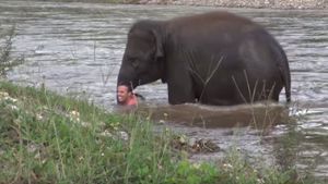 Die heldenhafte Retterin: Darrick Thompson wird von Elefantendame Kham Lha aus dem Wasser gezogen. Screenshot: Elefantnews/YouTube