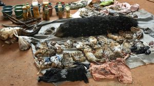 40 tote Tigerbabys lagen in einer Kühltruhe. Foto: dpa