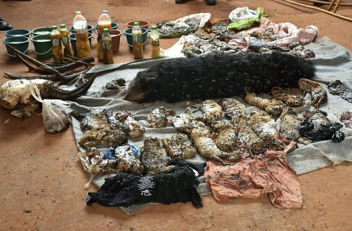 40 tote Tigerbabys lagen in einer Kühltruhe. Foto: dpa