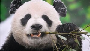 Panda-Bären gehören zu den absoluten Sympathieträgern in dieser Welt. China setzt die Tiere deshalb als eine Art Werbebotschafter ein. Foto: AFP/NATALIA KOLESNIKOVA