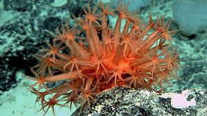 In den Meeren sind solche farbenfrohe Korallen eher selten. Oft schimmern sie nur noch gräulich-weiß, wenn sie abgestorben sind. Doch im Jahr 2019 soll die Koralle zumindest modisch wieder strahlen: Korallenrot ist die Farbe, die das Farbinstitut Pantone für das nächste Jahr als Trend sieht. Foto: dpa