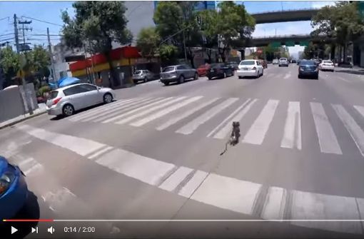 Der Yorkshire Terrier rennt über eine mehrspurige Straße in Mexico City. Foto: Screenshot Youtube / @Alexis Gonzalez