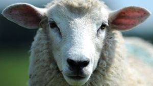 Politiker muss wegen Ohrfeige 300.000 Dollar zahlen – und ein Schaf