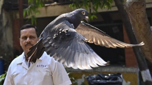Die Taube hatte Schriftzeichen auf den Flügeln, die der Polizei in Mumbai verdächtig vorkamen. Foto: dpa/Anshuman Poyrekar