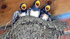 Schnabel auf: Drei junge Schwalben verlangen nach Futter Foto: dpa
