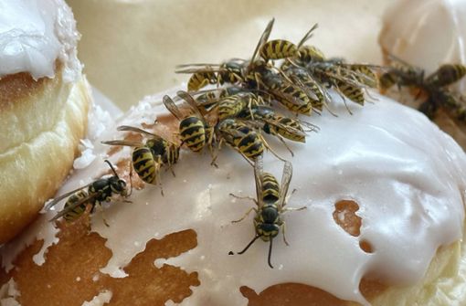 Wespen lieben Süßes: Je üppiger die Tafel, desto mehr Tiere werden angelockt Foto: Imago/Sorge