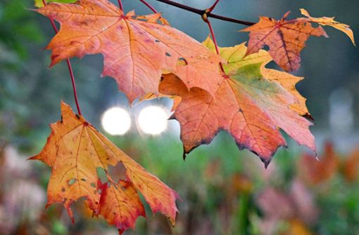 So schön bunt kann der Herbst sein – wenn es mal  gerade nicht regnet und die Sonne strahlt. Foto: dpa/Federico Gambarini