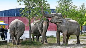 Hmmm – den frischen Blättern können die indischen Elefanten nicht widerstehen. Foto: Horst Rudel