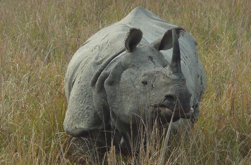 Die Organisation „Save the Rhino International“ fördert den Schutz der Nashörner weltweit. Foto: Horst Lubnow