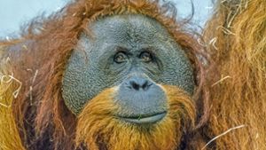 Er war bekanntes Gesicht der Wilhelma. Orang-Utan Moritz wurde nur 24 Jahre alt. Foto: Wilhelma/Vollmer