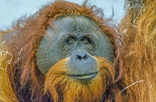 Er war bekanntes Gesicht der Wilhelma. Orang-Utan Moritz wurde nur 24 Jahre alt. Foto: Wilhelma/Vollmer