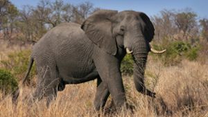 Der Elefant entdeckte die Gruppe Jäger und trampelte einen Schützen tot (Symbolbild). Foto: dpa