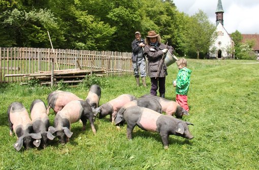 Kinder freuen sich an Schweinen. Schweine freuen sich am Futter. Foto: Reizner/Freilichtmuseum