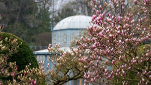 In der Wilhelma hat die Magnolienblüte begonnen. Foto: Wilhelma/Birger Meierjohann