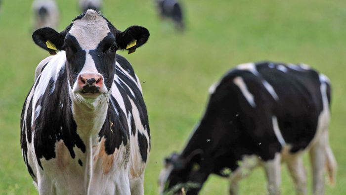Türkei weist niederländische Kühe aus