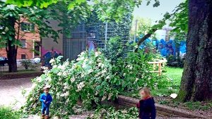 Dieser Ast stürzte auf einen  Kinderspielplatz am Vogelsang Foto: privat