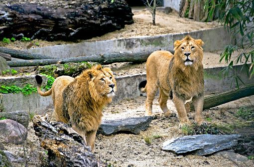 Die beiden asiatischen Löwen Kajal (links) und  sein Bruder Shapur, auf ihrer ersten Entdeckungstour durch das Außengelände ihres neuen Zuhauses. Klicken Sie sich durch unsere Bildergalerie. Foto: Max Kovalenko