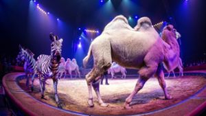 Ein wichtiger Teil der Show für den Circus Krone sind die Tiere. Die Stadt sieht ab April 2019 jedoch ein Wildtierverbot vor. Foto: dpa