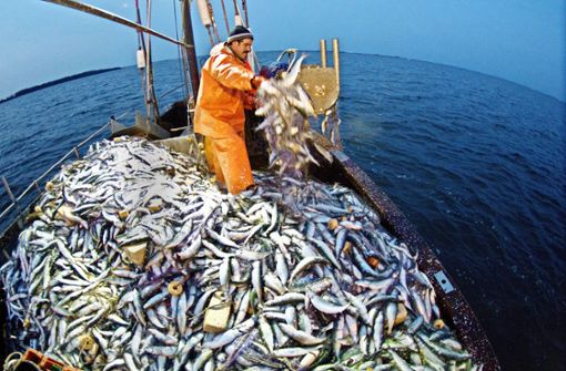 Heringe m Netz: das MSC-Siegel soll sicher stellen,  dass die Fische nachhaltig gefangen wurden. Foto: dpa