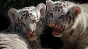 Tierischer Nachwuchs im Zoo von Mexiko