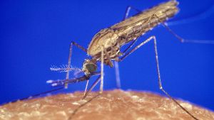Jährlich infizieren sich  rund 220 Millionen Menschen in den Tropen  mit Malaria, knapp eine halbe Million stirbt an der Fieberkrankheit. Foto: James Gathany - CDC / Wikipedia Commons