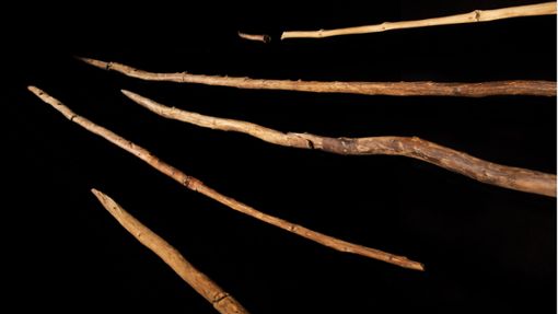 Die Schöninger Speere – die ältesten vollständig erhaltenen Holzwaffen der Menschheit – werden im Forschungs- und Erlebniszentrum Paläon ausgestellt. Foto: MINKUSIMAGES/Christa Fuchs/Matthias Vogel/Dirk Leder/NDL/dpa