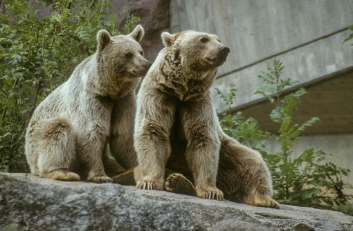 Die Syrischen Braunbären Safa (links) und Raschid in der Wilhelma in Stuttgart im Jahr 2002. Foto: Wilhelma Stuttgart