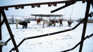 Die Mongolei wurde von einem extremen Wintereinbruch heimgesucht, dem viele Tiere zum Opfer fielen. Foto: Davaanyam Delgerjargal/dpa